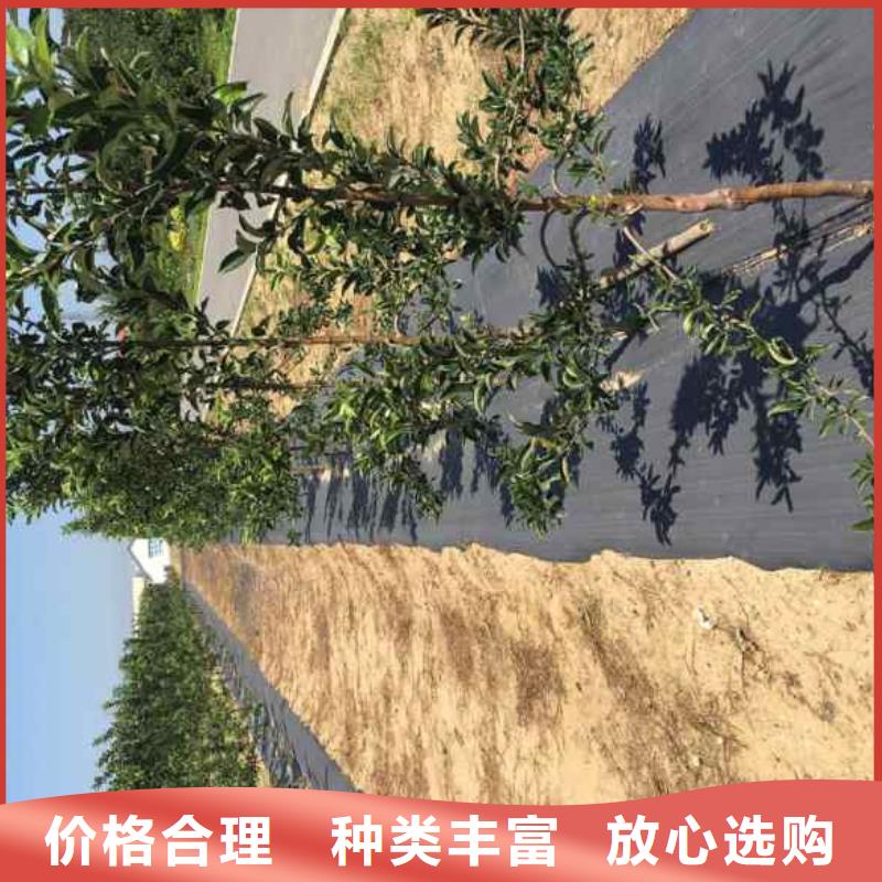 苹果苗工艺层层把关