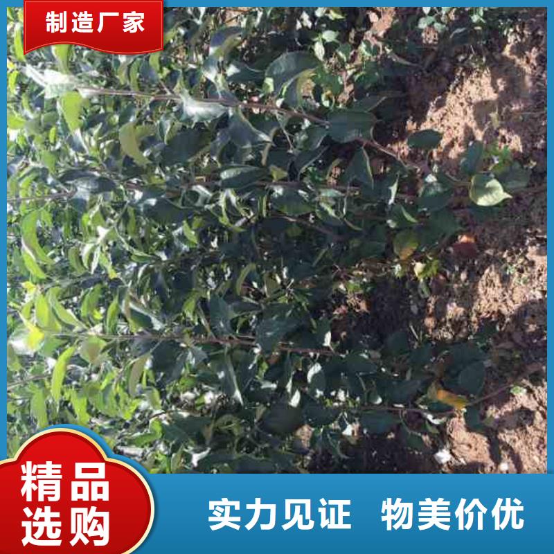 【苹果苗】花椒苗品质保障价格合理