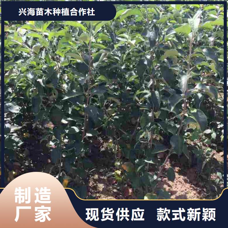 苹果苗_【板栗苗】用好材做好产品-服务范围包括汝州|舞钢|驻马店|鹤壁|郑州|三门峡等