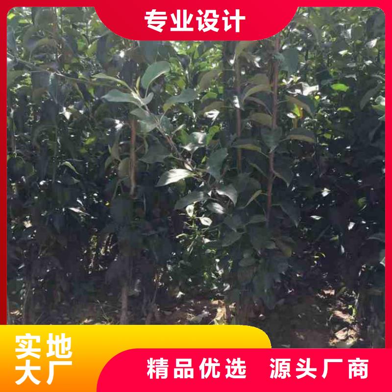 苹果苗_【山楂苗】用心服务兴海