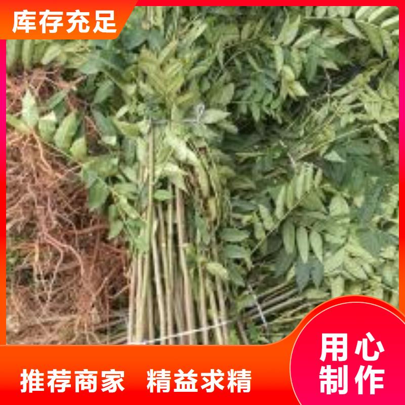 香椿苗-梨树苗精品选购