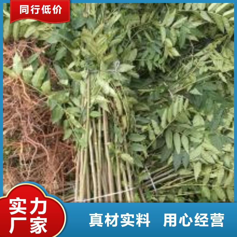 【 香椿苗 桃树苗优良材质】-兴海苗木种植社(楚雄市分公司)-云推易