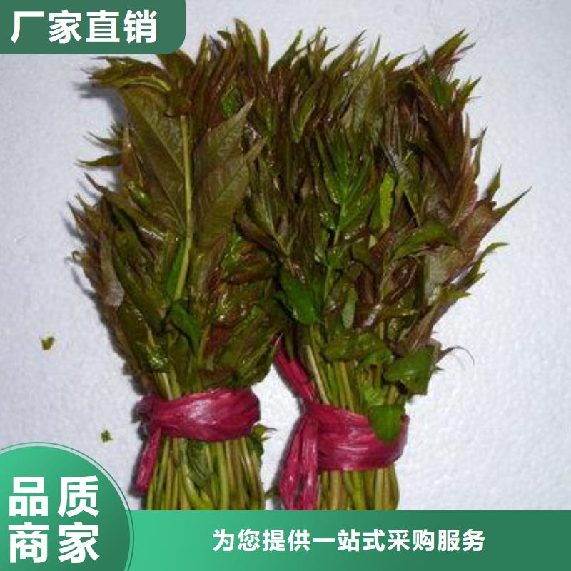 香椿苗_蓝莓苗追求细节品质