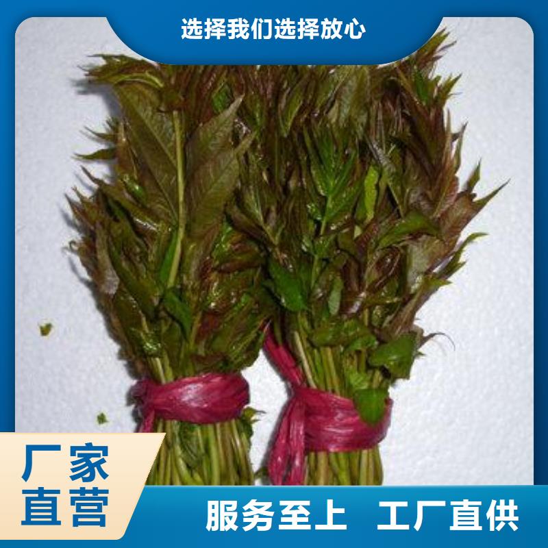 香椿苗【桃树苗】定制定做兴海