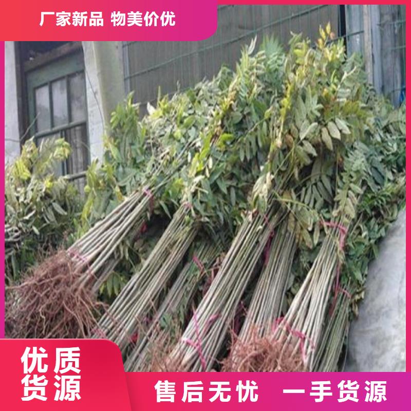 香椿苗梨树苗应用领域