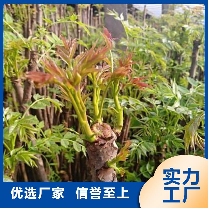 香椿苗桃树苗品质优选