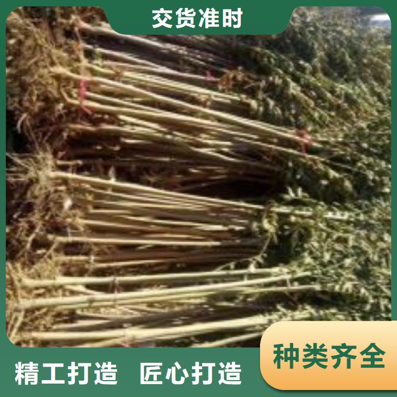 香椿苗_板栗苗快速物流发货