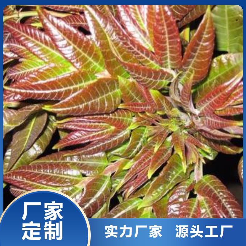 【香椿苗花椒苗质量优选】