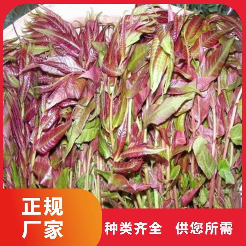 香椿苗【桃树苗】定制定做兴海