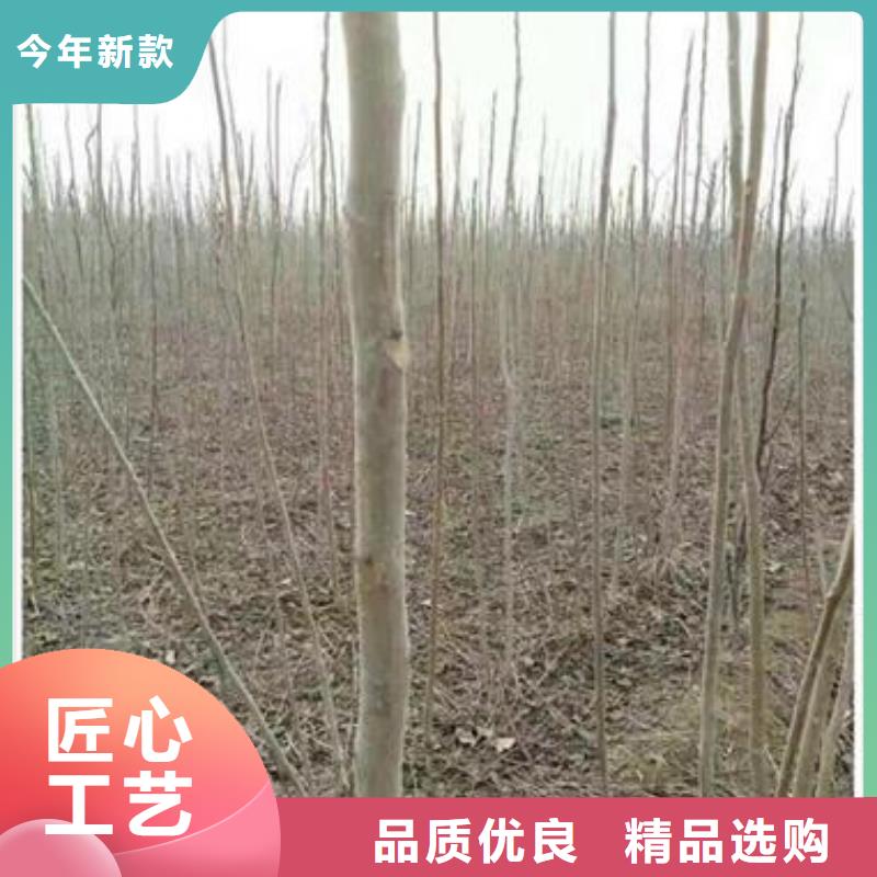 香椿苗核桃苗实力大厂家