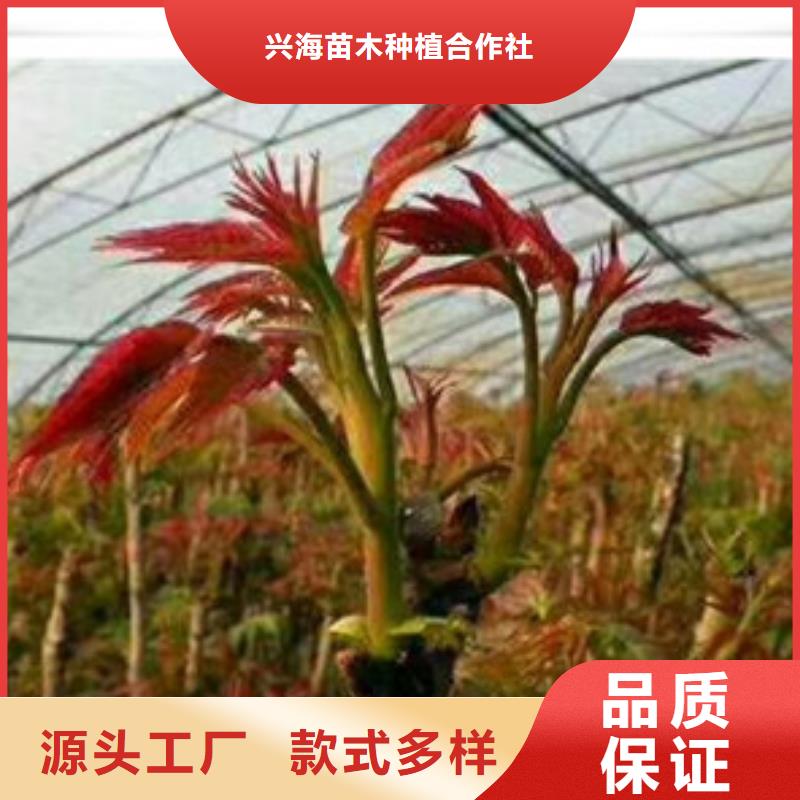 香椿苗_板栗苗快速物流发货