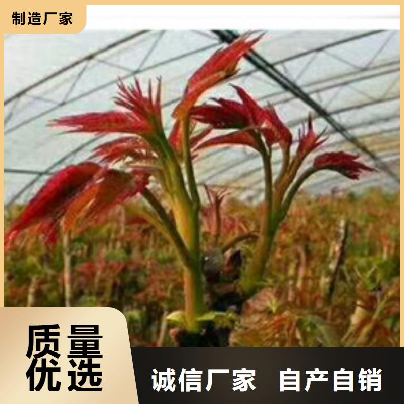 香椿苗 【板栗苗】质优价保当地品牌