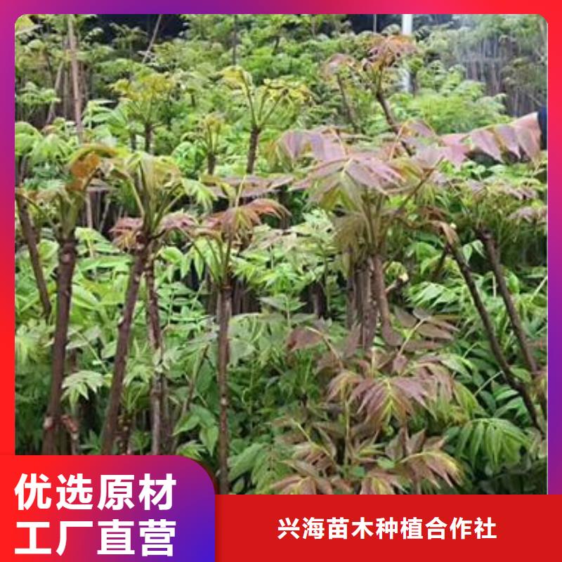 香椿苗山楂苗质量层层把关