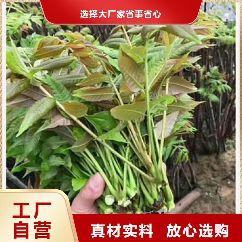 香椿苗蓝莓苗用的放心