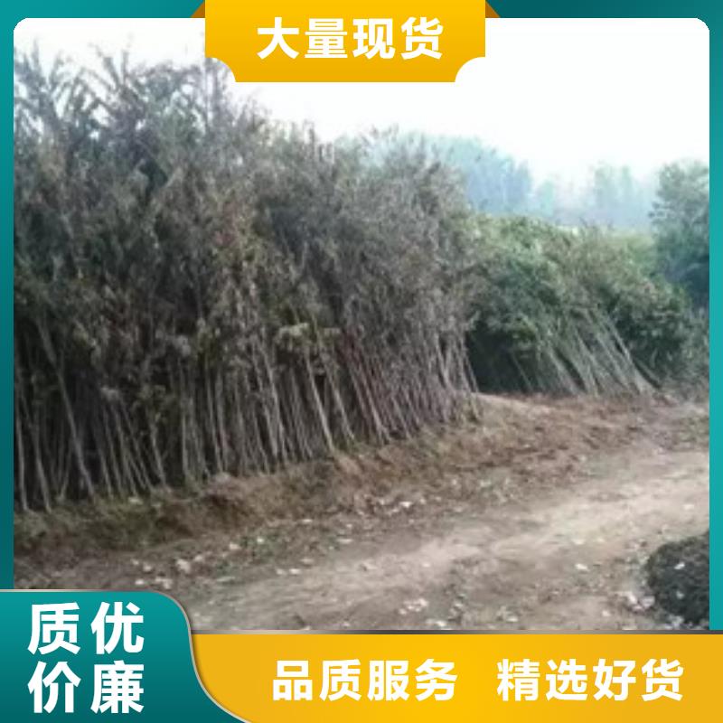 香椿苗_苹果苗工程施工案例
