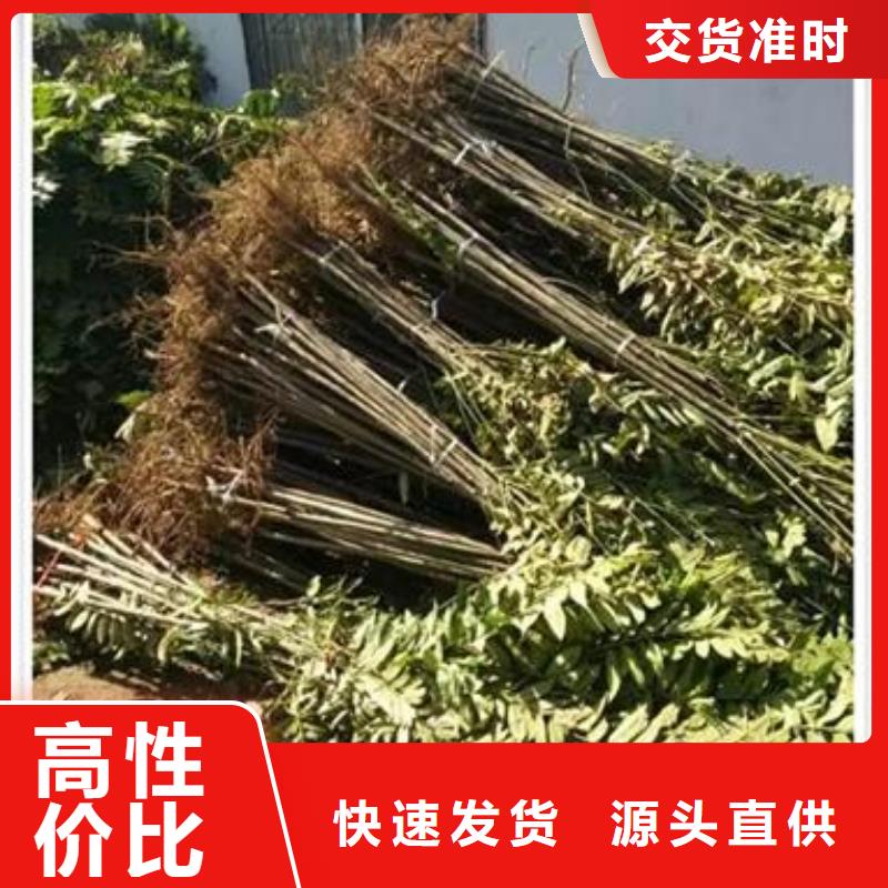 香椿苗梨树苗应用领域