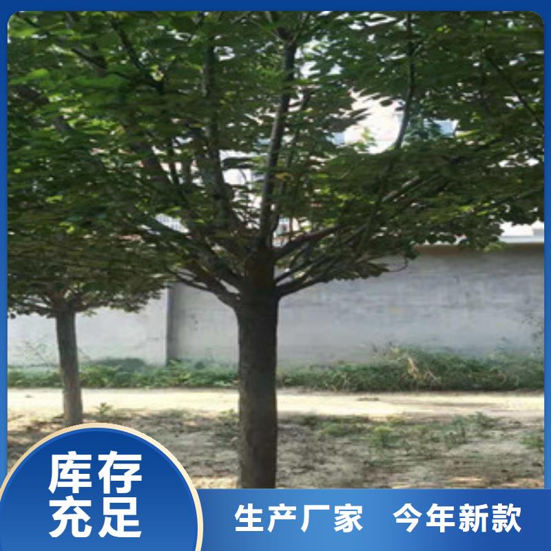 樱花钙果苗价格地道