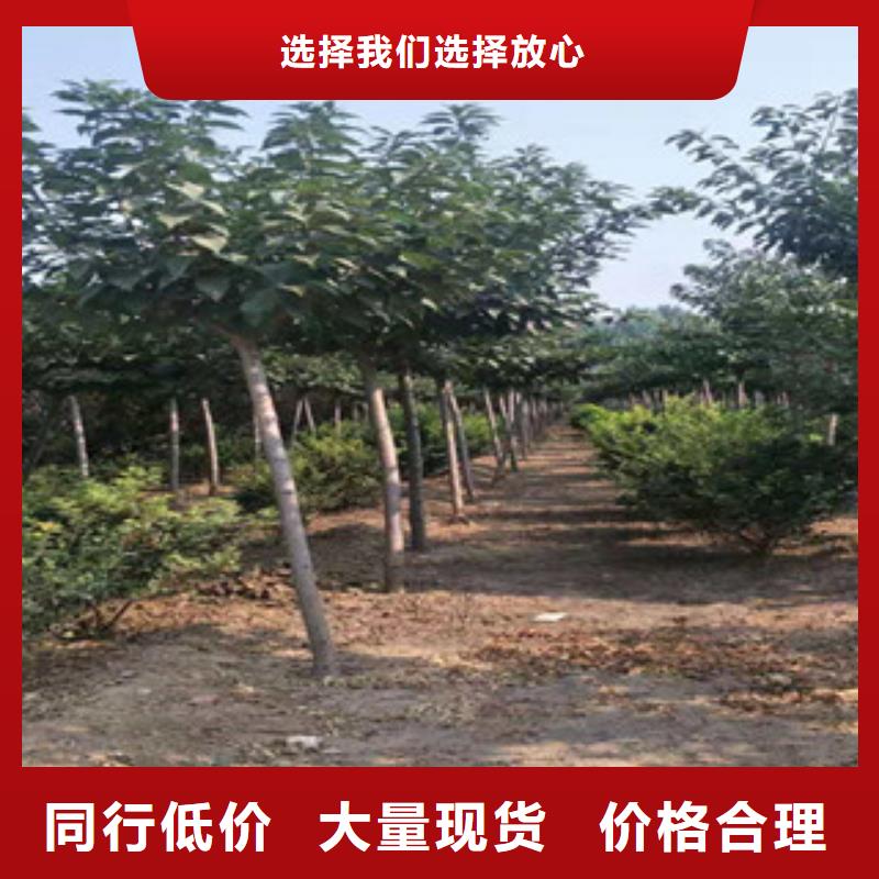 樱花占地果树批发供应