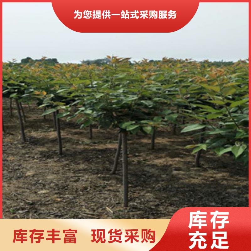 樱花泰山景松造型景松支持大小批量采购