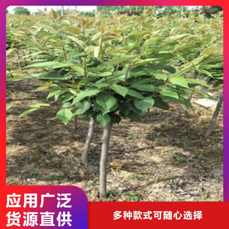 【樱花占地果树服务周到】