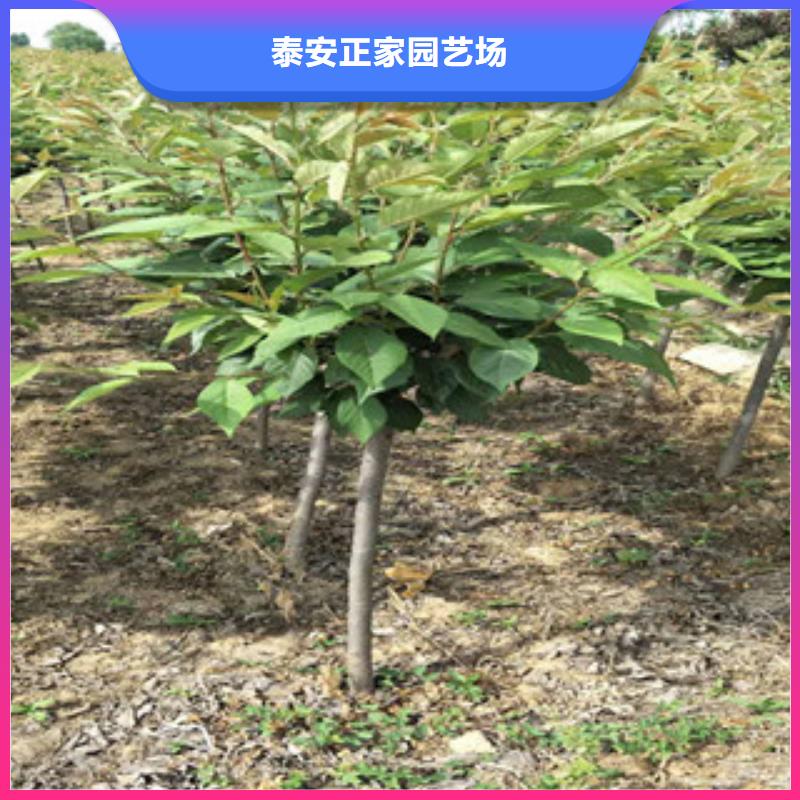 【樱花】绿化树绿化工程实体厂家支持定制