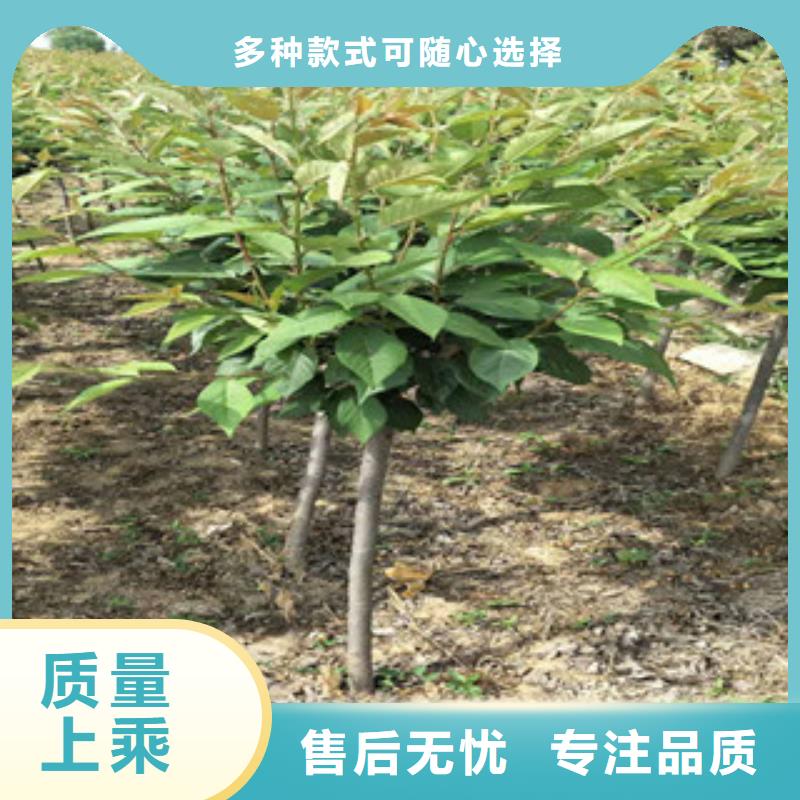 樱花-核桃苗樱花苗长果桑树苗品质做服务