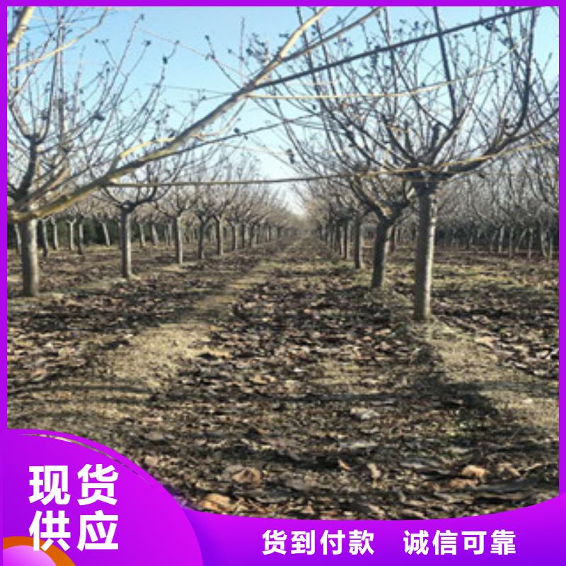 樱花占地果树源头厂家量大价优