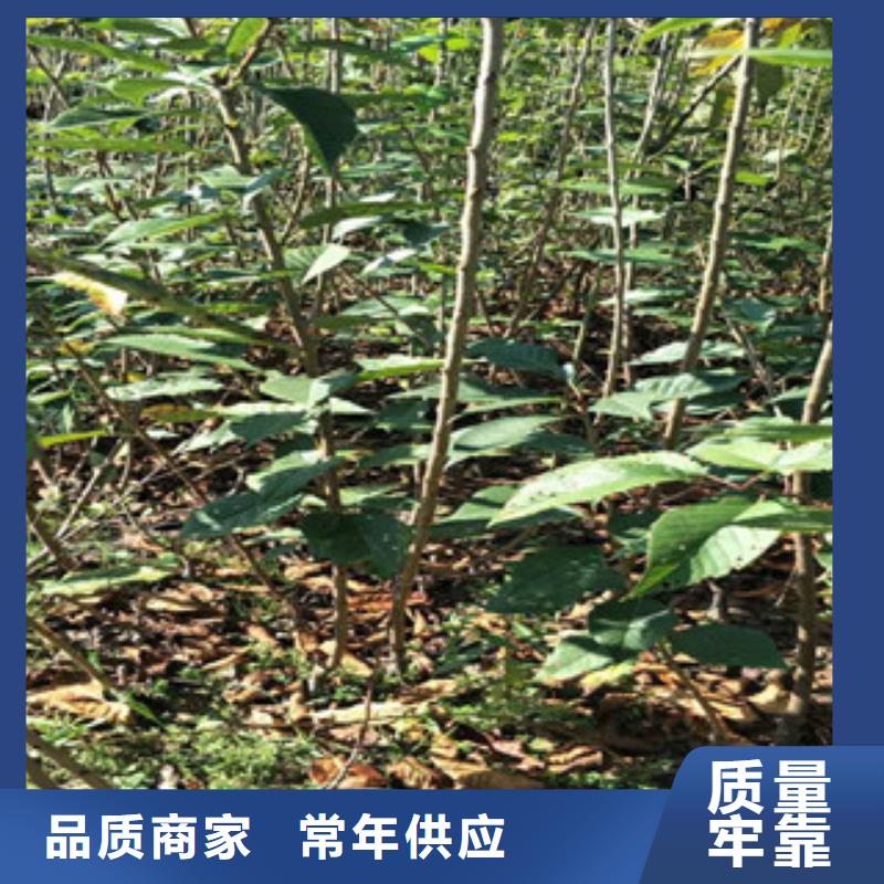 樱花核桃苗樱花苗长果桑树苗用心做品质