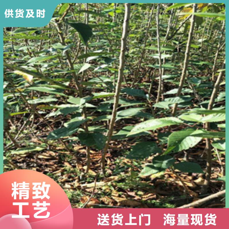 樱花核桃苗樱花苗长果桑树苗严选用料