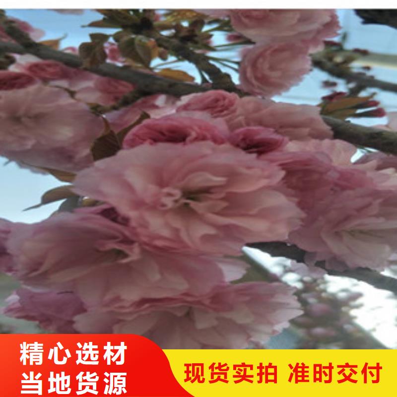 樱花,核桃苗樱花苗长果桑树苗按需设计