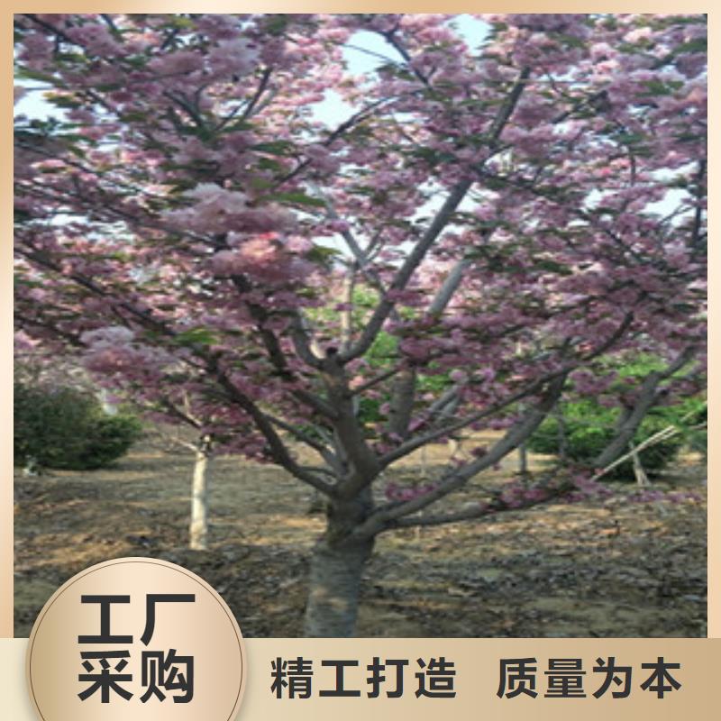 【樱花蓝莓苗同行低价】