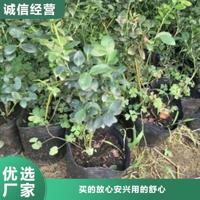 蓝莓苗 占地果树来图加工定制