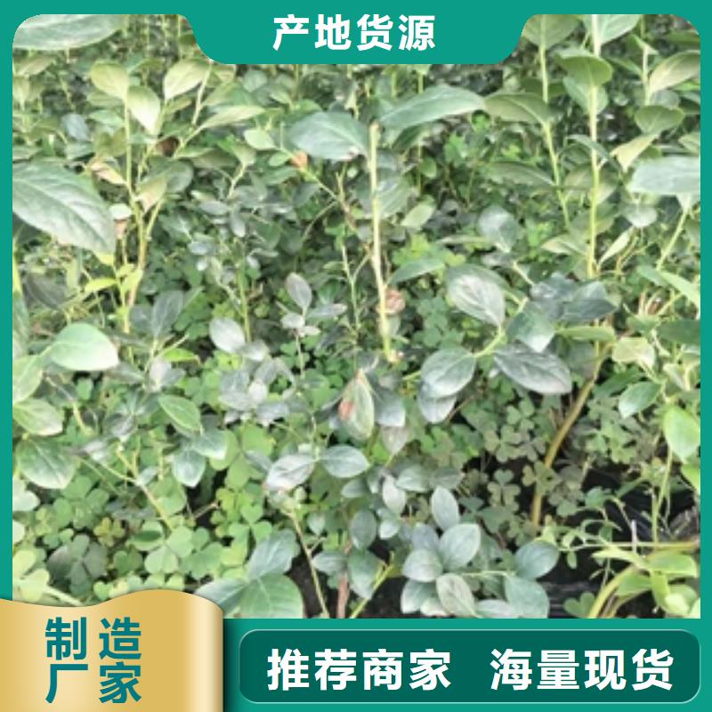 蓝莓苗核桃苗樱花苗长果桑树苗信誉至上