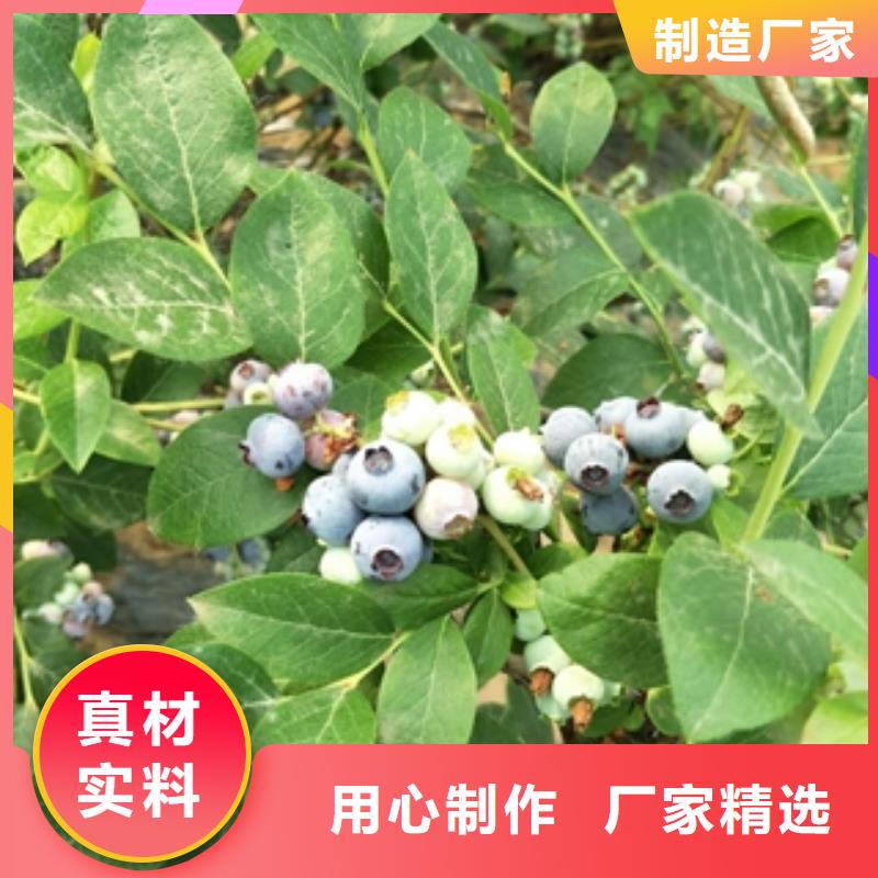 蓝莓苗【占地果树】多年经验值得信赖