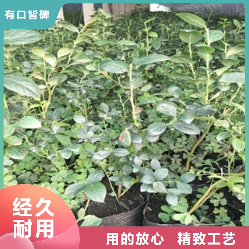 【蓝莓苗樱桃苗好品质用的放心】