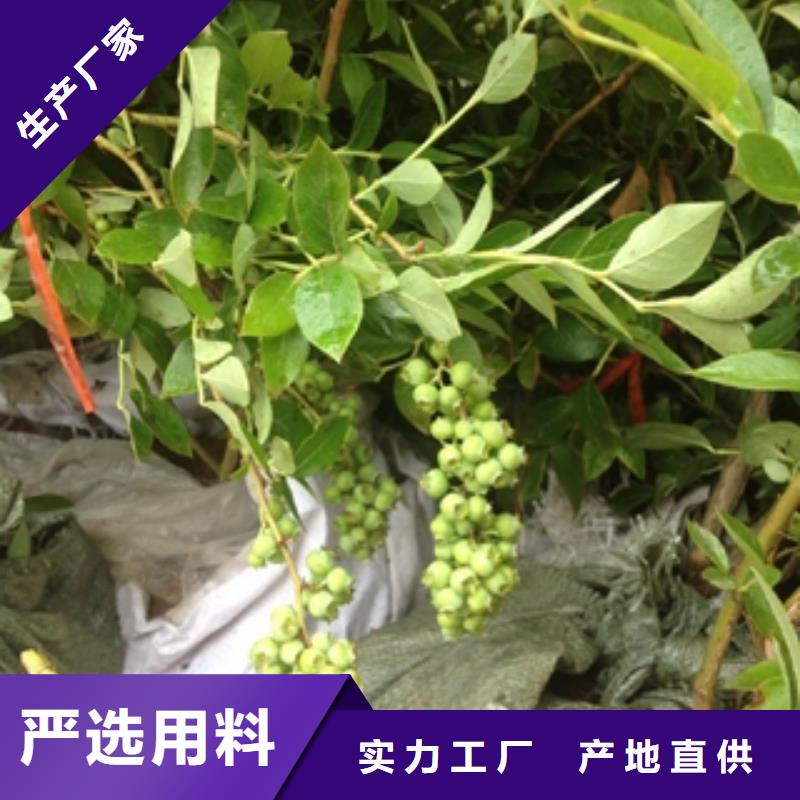 蓝莓苗来图定制量大从优