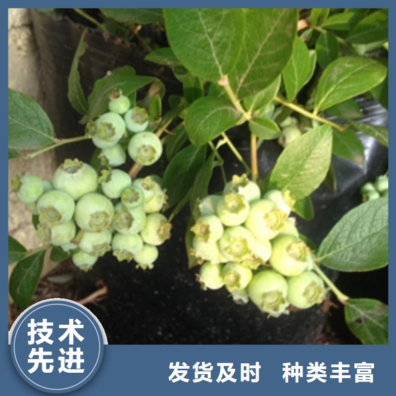 【蓝莓苗满足客户所需】