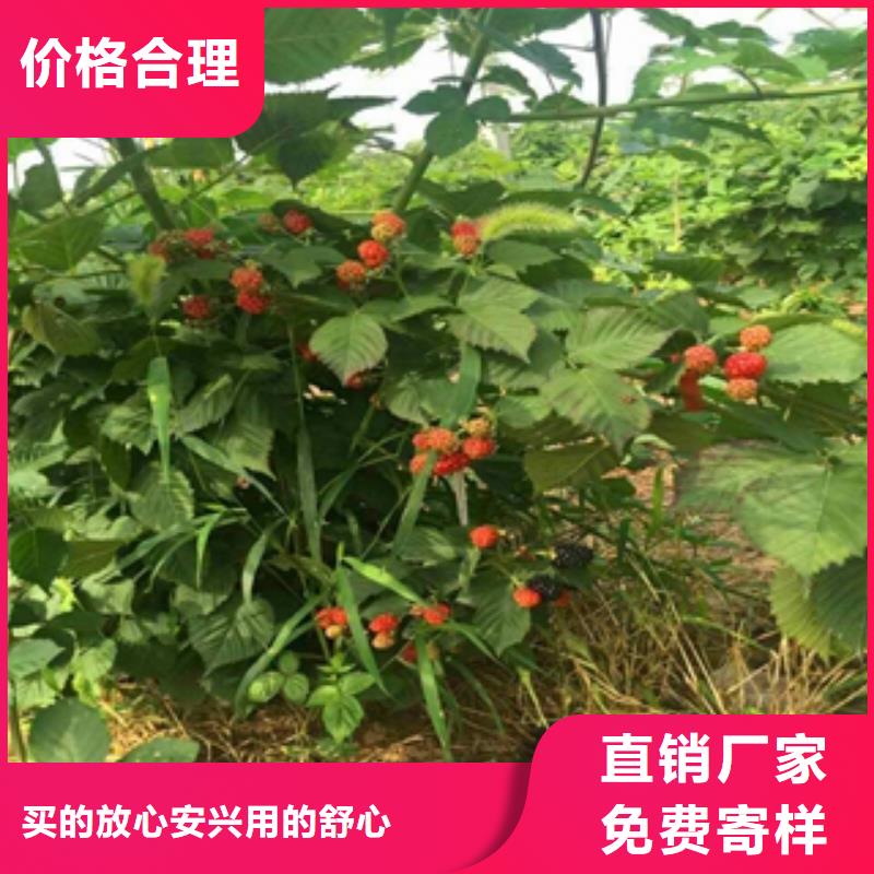 选择大厂家省事省心 【专业按需定制 树莓苗_钙果苗量少也做】-正家