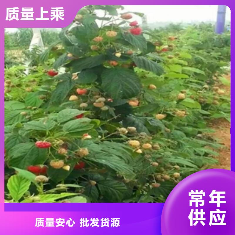 树莓苗,【樱桃苗】您身边的厂家-市场覆盖|大兴安岭|绥化|齐齐哈尔|大庆|鹤岗-云推易
