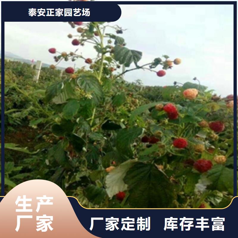 选择大厂家省事省心 【专业按需定制 树莓苗_钙果苗量少也做】-正家
