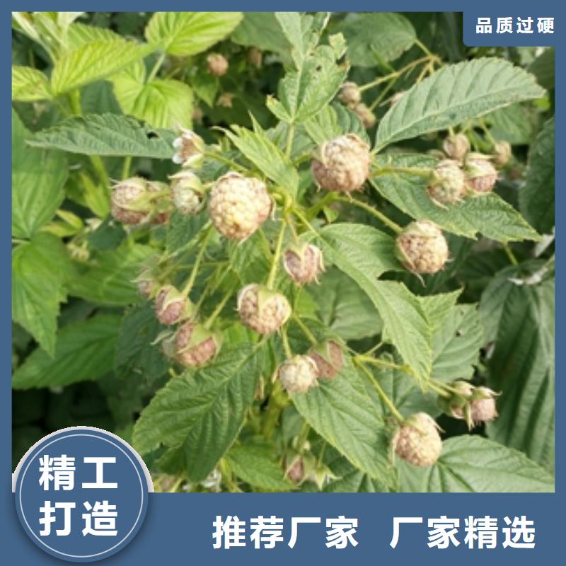 选择大厂家省事省心 【专业按需定制 树莓苗_钙果苗量少也做】-正家