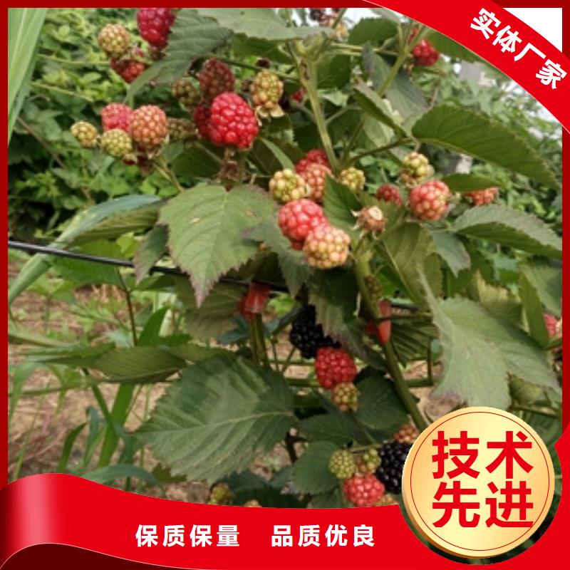 树莓苗,【樱桃苗】您身边的厂家-市场覆盖|大兴安岭|绥化|齐齐哈尔|大庆|鹤岗-云推易