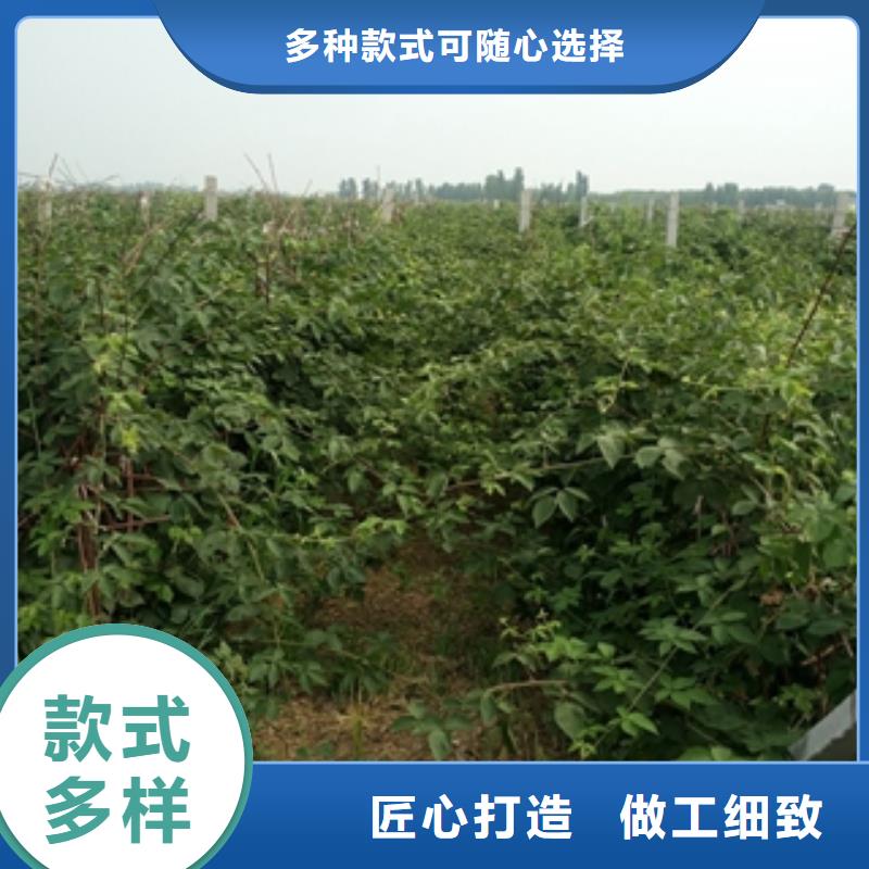 【树莓苗】_樱桃苗买的是放心覆盖范围含|泽州|阳城|朔州|太原|阳泉|吕梁