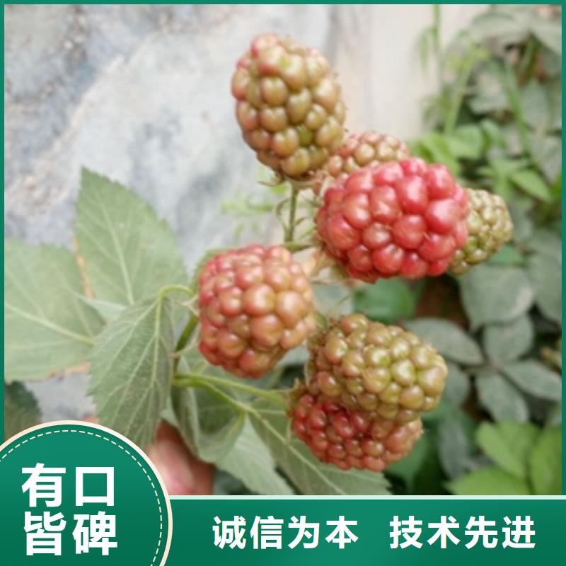 树莓苗,【樱桃苗】您身边的厂家-市场覆盖|大兴安岭|绥化|齐齐哈尔|大庆|鹤岗-云推易