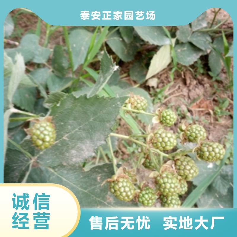 【树莓苗】_樱桃苗买的是放心覆盖范围含|泽州|阳城|朔州|太原|阳泉|吕梁