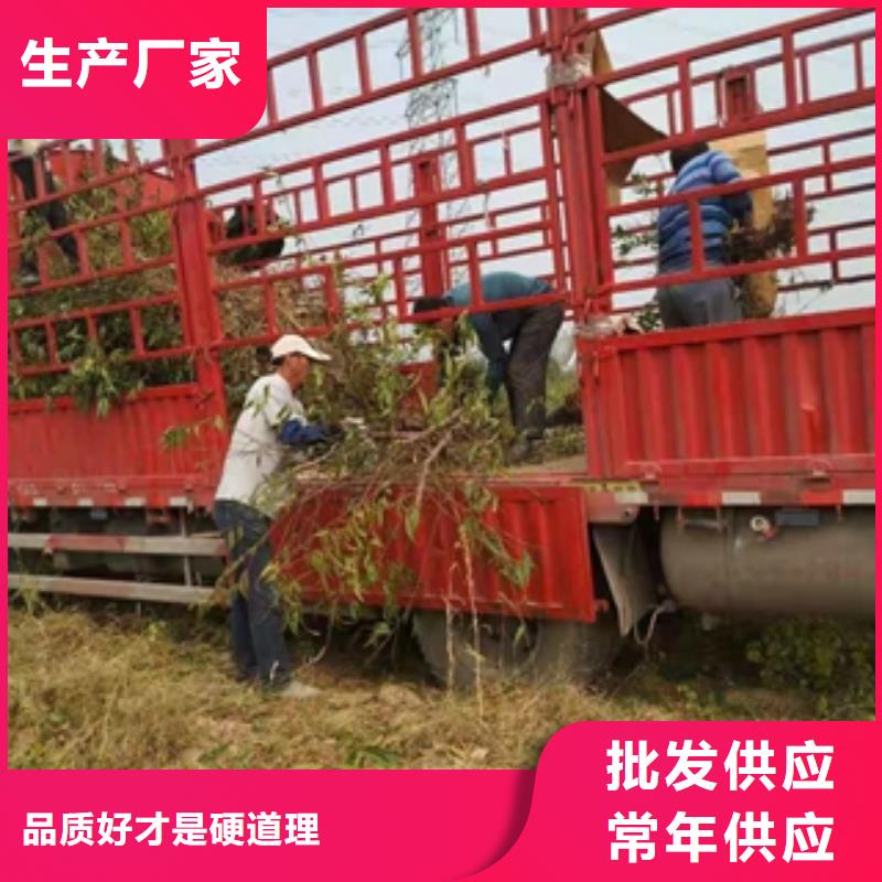 桃树-核桃苗樱花苗长果桑树苗颜色尺寸款式定制