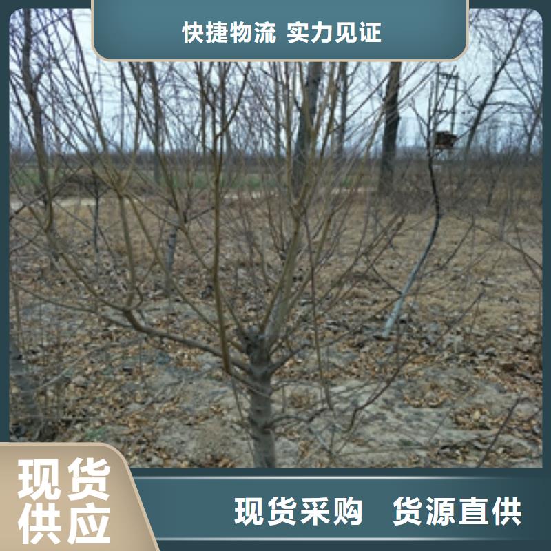 【桃树】占地果树可定制