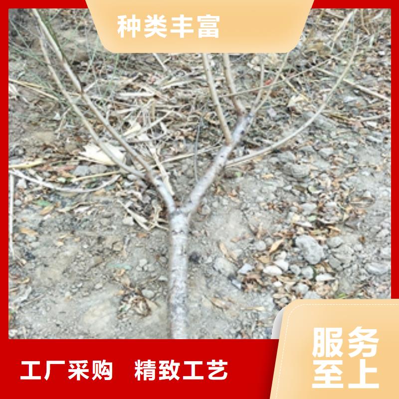 【桃树占地果树制造厂家】