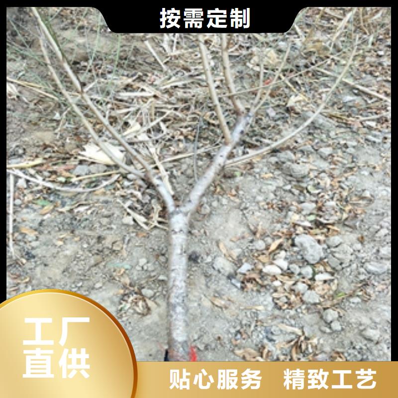 桃树碧桃实力厂家直销