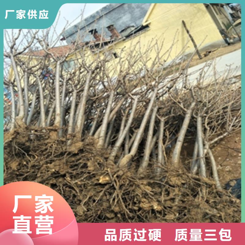 桃树钙果苗规格齐全实力厂家